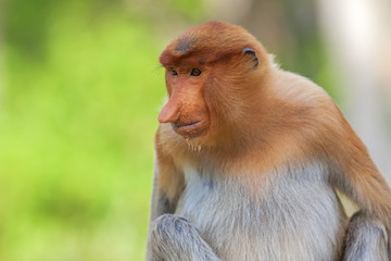 Naklejka premium Proboscis monkey