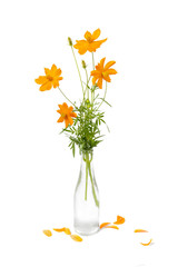 Isolate orange Mexicen Aster in vase