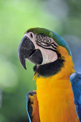 ルリコンゴウインコ
