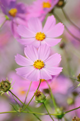 Fototapeta premium コスモス