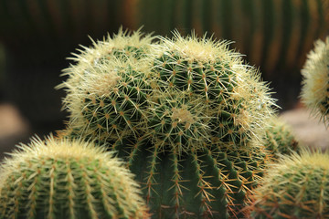 Cactus