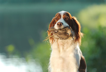 hunting dog holding in teeth snipe
