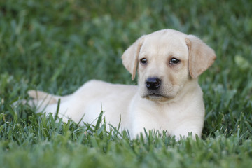 labrador puppy