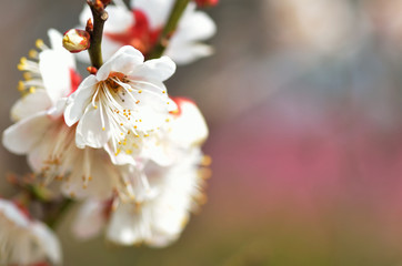 Fototapeta premium 梅の花
