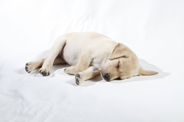 labrador puppy
