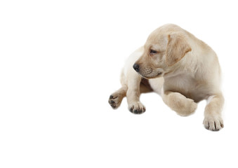 labrador puppy