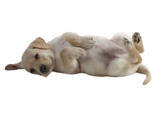 labrador puppy