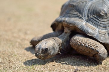 ケヅメリクガメ
