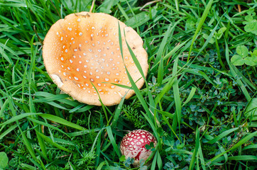 Two poisonous mushrooms on the ground in the grass.