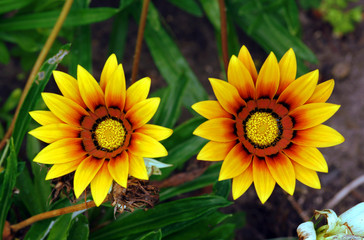 yellow gazania flowers in garden