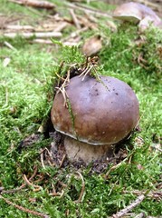 Steinpilz durchbricht Moos