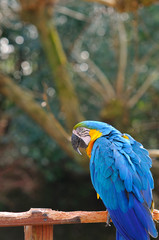 ルリコンゴウインコ