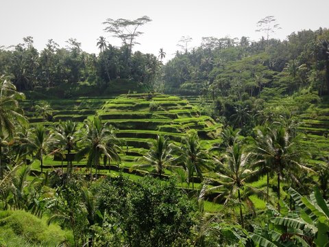 Ricefeild Template รูปภาพRicefield – เลือกดูภาพถ่ายสต็อก เวกเตอร์ และวิดีโอ5,859 | Adobe Stock