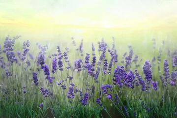 Photo sur Plexiglas Lavende champ de lavande