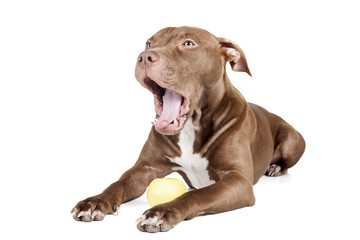 Obraz premium dog breed pit bull with an apple on a white background in studio