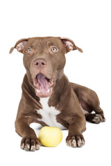 dog breed pit bull with an apple on a white background in studio