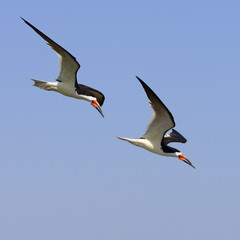 Black Skimmer in Flight