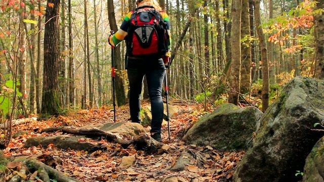 Young tourist woman hikes away, through thick forest