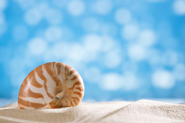 nautilus shell  with ocean , beach and seascape, shallow dof