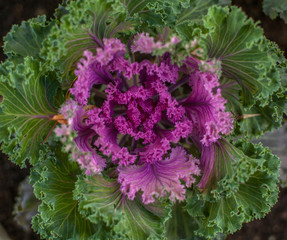 ornamental cabbage in soft focus
