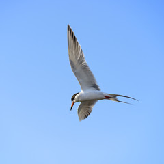 Tern in flight