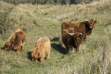 family  galloway and two young