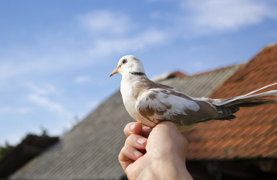 Man holding Dove