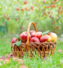 Organic apples in a basket on green grass