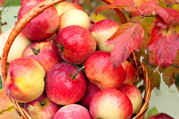 Organic apples in a basket