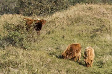 mother galloway and two young