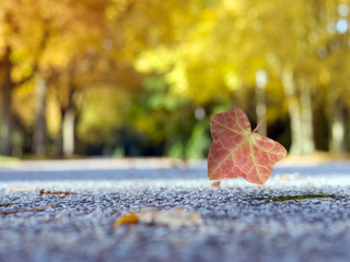 Fallendes Herbstlaub