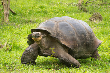 Giant Galapagos turtle, Ecuador, South America