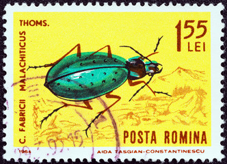 Carabus fabricii malachiticus (ground beetle) (Romania 1964)