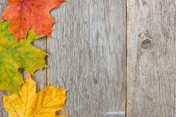 Naklejka na ściany i meble Autumn leaves and wooden planks