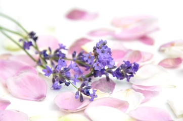 Obraz na płótnie Canvas lavender and flower petals