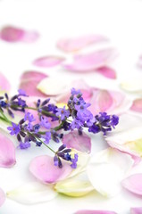 Obraz na płótnie Canvas lavender and flower petals
