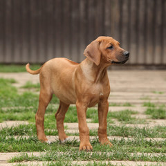 Rhodesian ridgeback puppy in the garden