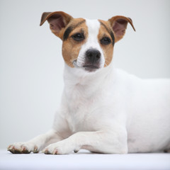 Jack russell terierlying