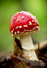 Amanita muscaria