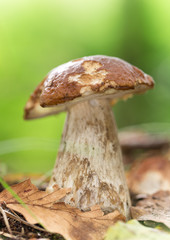 cep in the forest