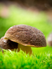 Cep Xerocomus chrysenteron