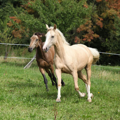 Obraz na płótnie Canvas Dwa konie uruchomione Palomino