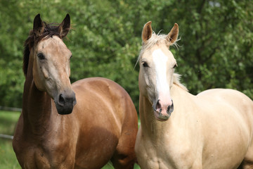Fototapeta na wymiar Dwa konie Palomino z systemem