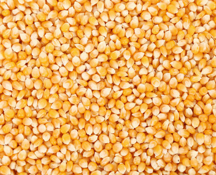 Close up of golden corn grains.