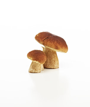 2 Steinpilze
