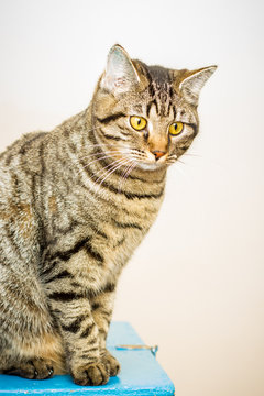 Getigerte Katze beobachtet