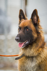 Schäferhund Portrait