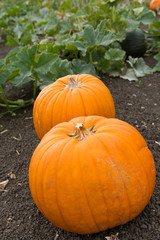 Pumpkin patch