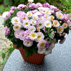 Chrysanthemen-Strauß