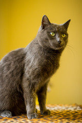 Graue Katze vor gelber Wand